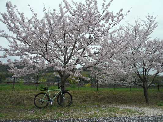 ＦＡＲＭ友の会　桜サイクリング_c0132901_18391499.jpg