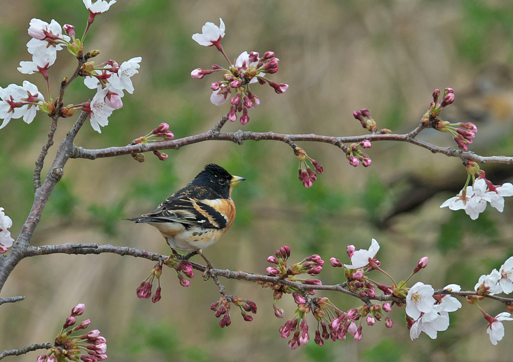 桜にアトリとルリビタキ_f0231403_1724977.jpg