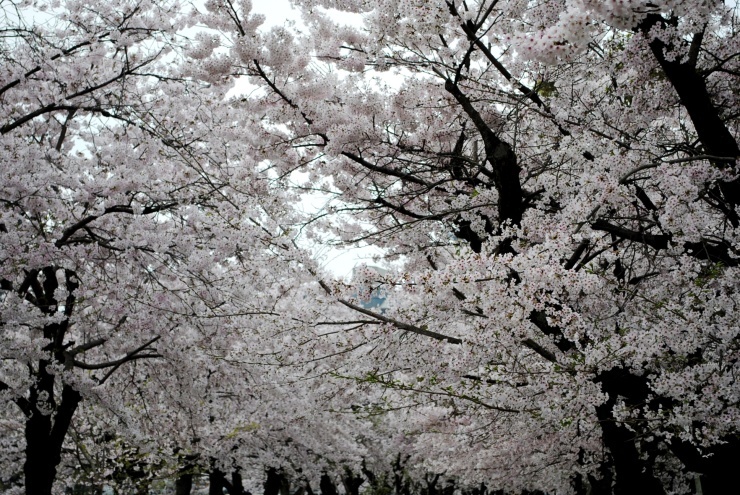 平和公園の桜_f0361605_20375884.jpg