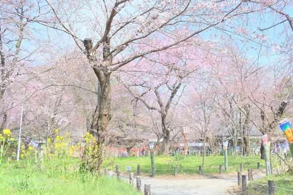 都のお花見が始まる＠弾丸日帰り京都ツアー2017春_b0253706_5474424.jpg