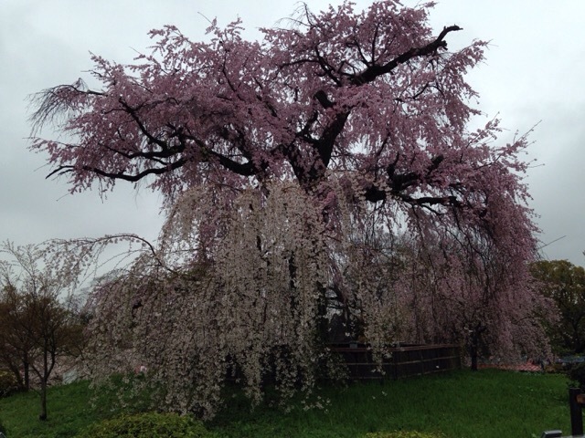 桜の京都で・・_b0289206_14161736.jpg