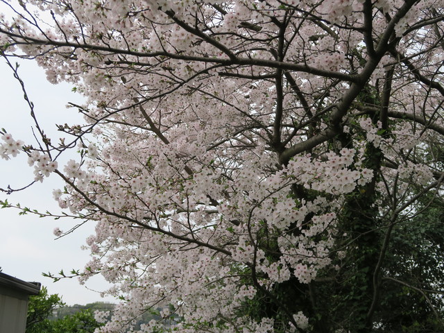 自宅で桜観賞？_a0210108_22163285.jpg