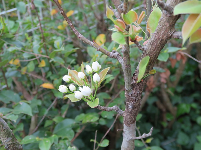 自宅で桜観賞？_a0210108_22221968.jpg