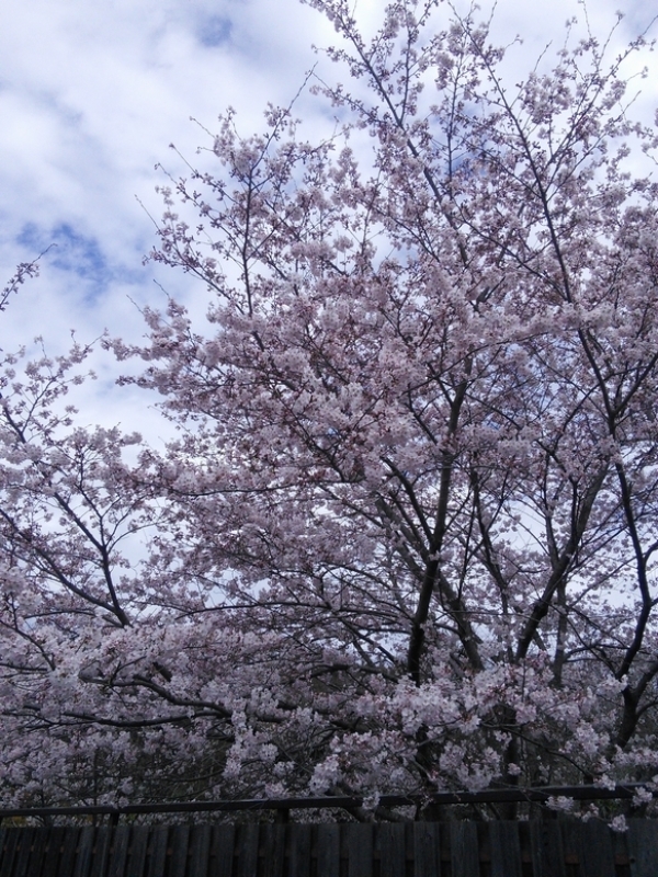 今年初のお花見_c0149408_13362742.jpg