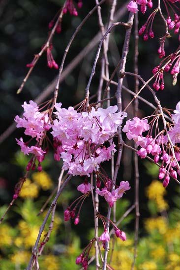 桜巡り③　見次公園～南蔵院_e0255509_21312915.jpg