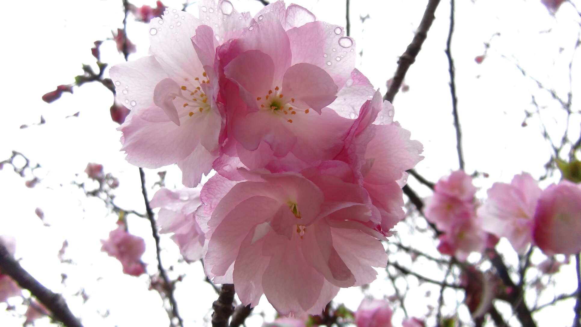 牡丹桜 ぼたんざくら も咲き 田植え開始 17 4 8 徳ちゃん便り