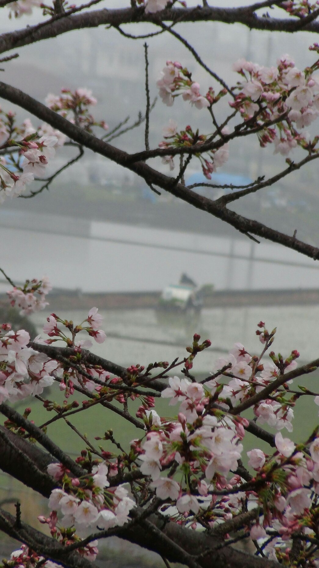 牡丹桜 ぼたんざくら も咲き 田植え開始 17 4 8 徳ちゃん便り