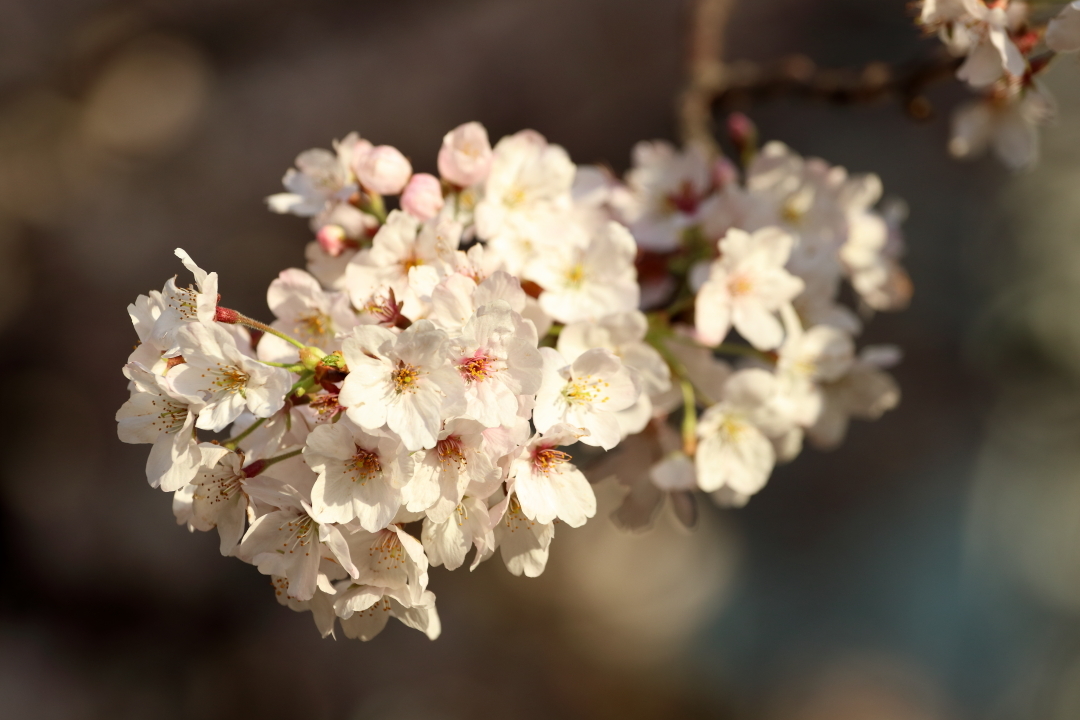 外濠の桜 真っ盛り_b0190710_21150709.jpg