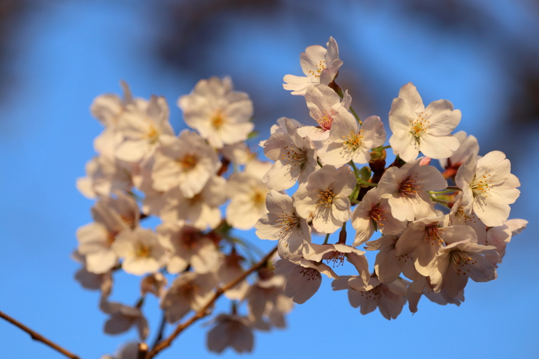 外濠の桜 真っ盛り_b0190710_21150855.jpg