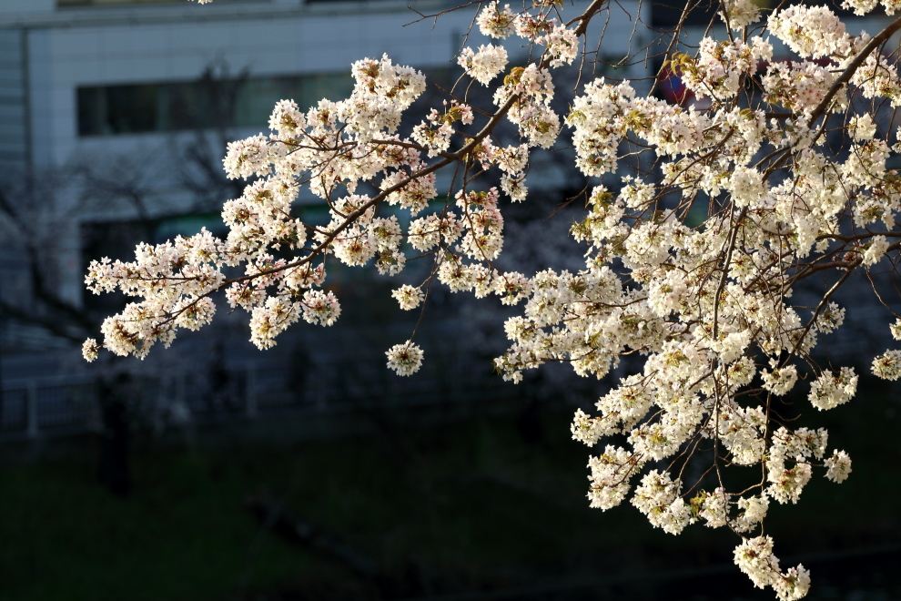 外濠の桜 真っ盛り_b0190710_21150947.jpg