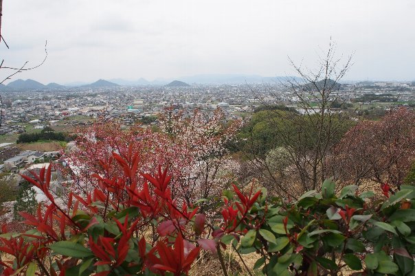 ふぁふぁサブマリンでレタスサンドと、お花見お散歩_a0133211_19483823.jpg