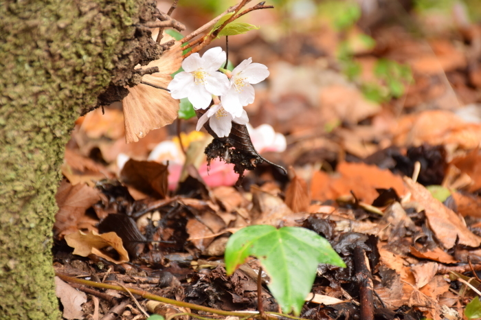 しっとり桜を楽しむ♪_a0354912_18500572.jpg