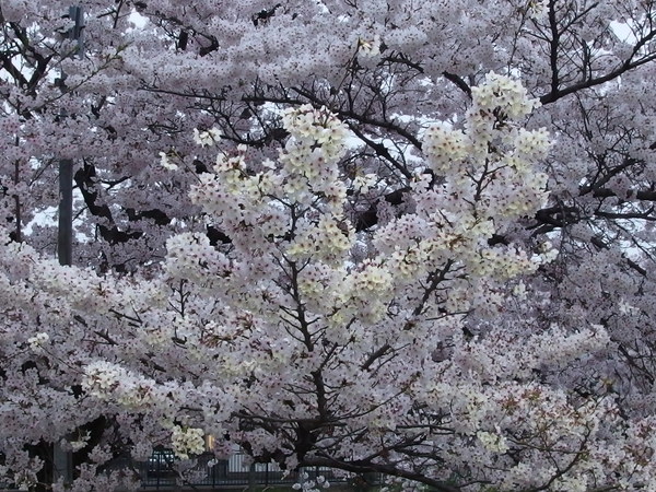 c0022113_0184614.jpg