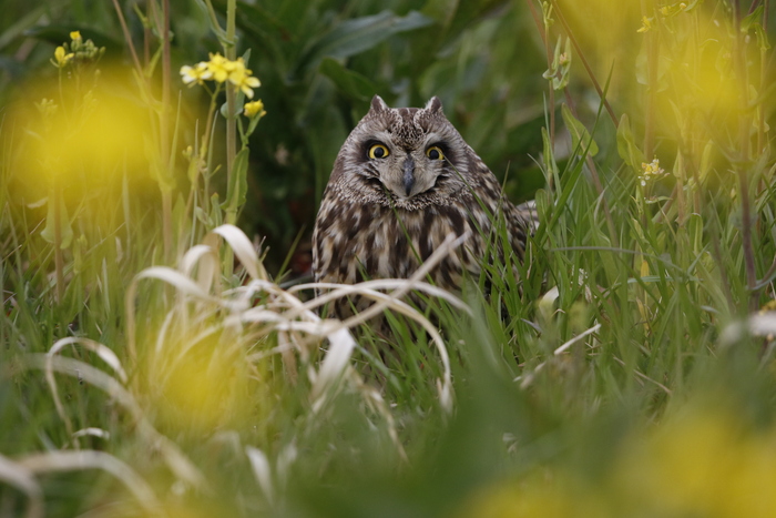 コミミズク見っけ　（菜の花に隠れて）_f0239515_203825100.jpg