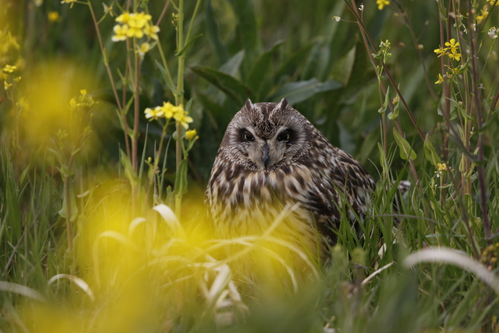 コミミズク見っけ　（菜の花に隠れて）_f0239515_2042118.jpg