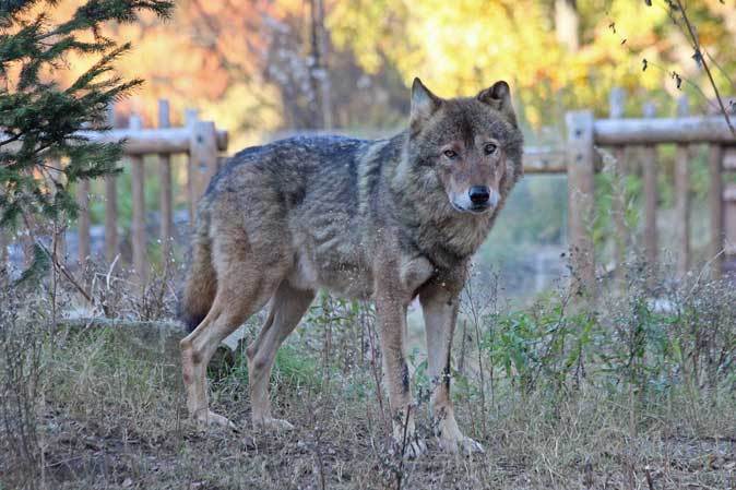 冬のオオカミたち 続々 動物園ありマス