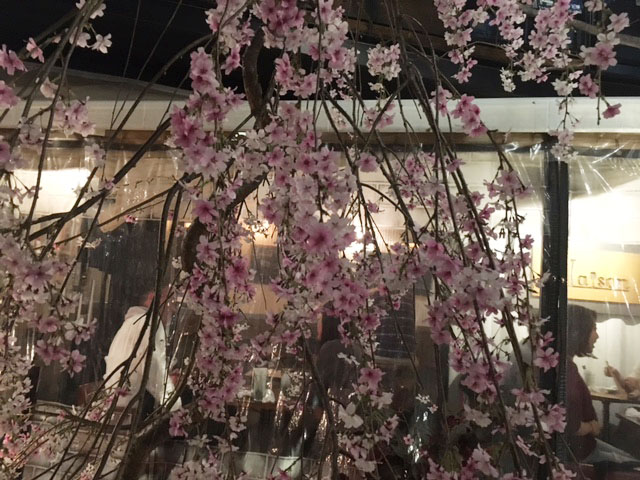 夜桜お花見@代々木VILLAGE_e0208519_10413743.jpg