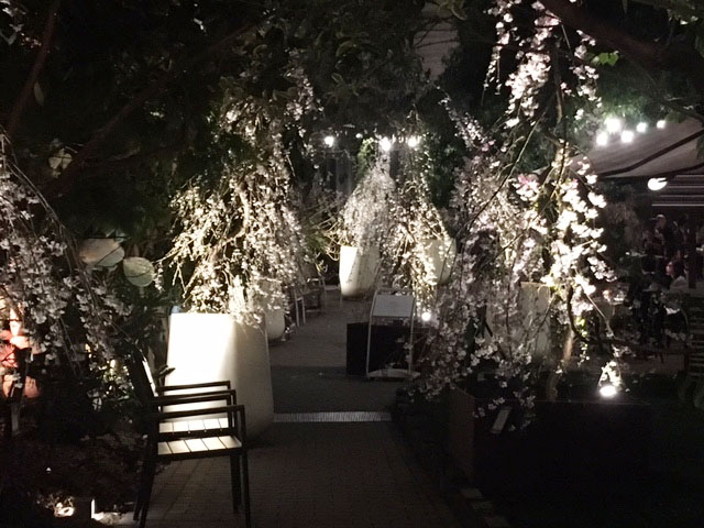 夜桜お花見@代々木VILLAGE_e0208519_1042126.jpg