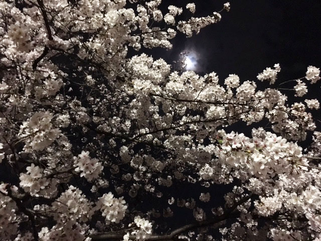 夜桜お花見@代々木VILLAGE_e0208519_10474415.jpg