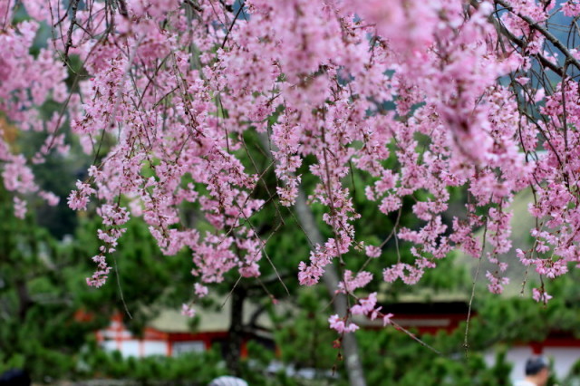 宮島の桜_b0266520_22130344.jpg