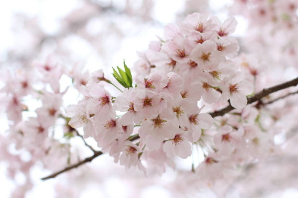 宮島の桜_b0266520_22145054.jpg