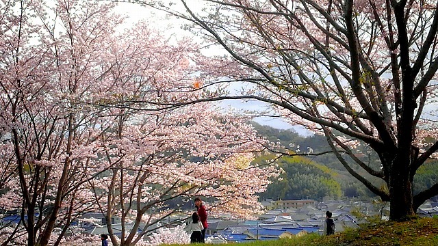 2017　満開の桜坂　　ＩＮ　姫路　　⑨_e0352820_21074115.jpg