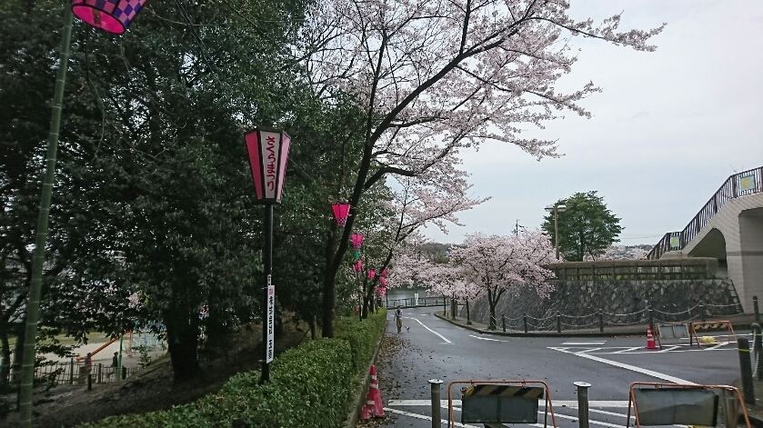 Fun Run日記 2016~17　           お花見Run_d0257922_17374661.jpg