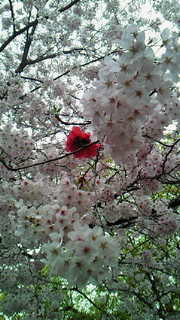 桜_b0170623_0521959.jpg