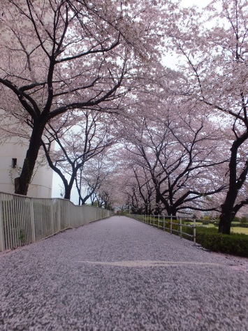 ～桜・さくら・サクラ～_f0144724_21020143.jpg