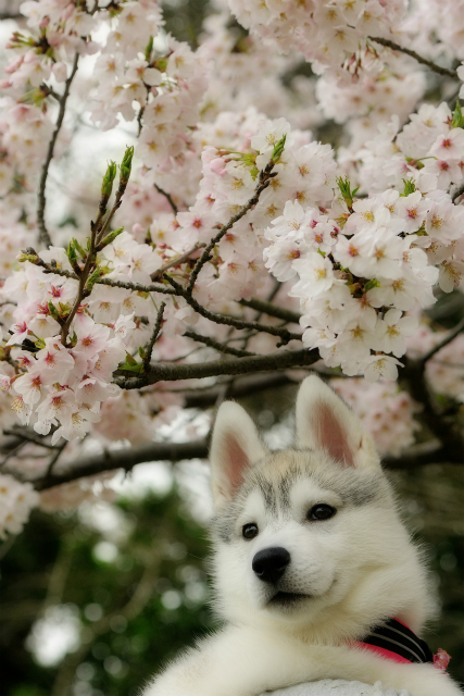 sakura IROHA_a0047325_01382331.jpg