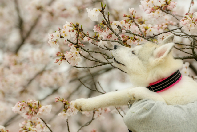 sakura IROHA_a0047325_01384367.jpg