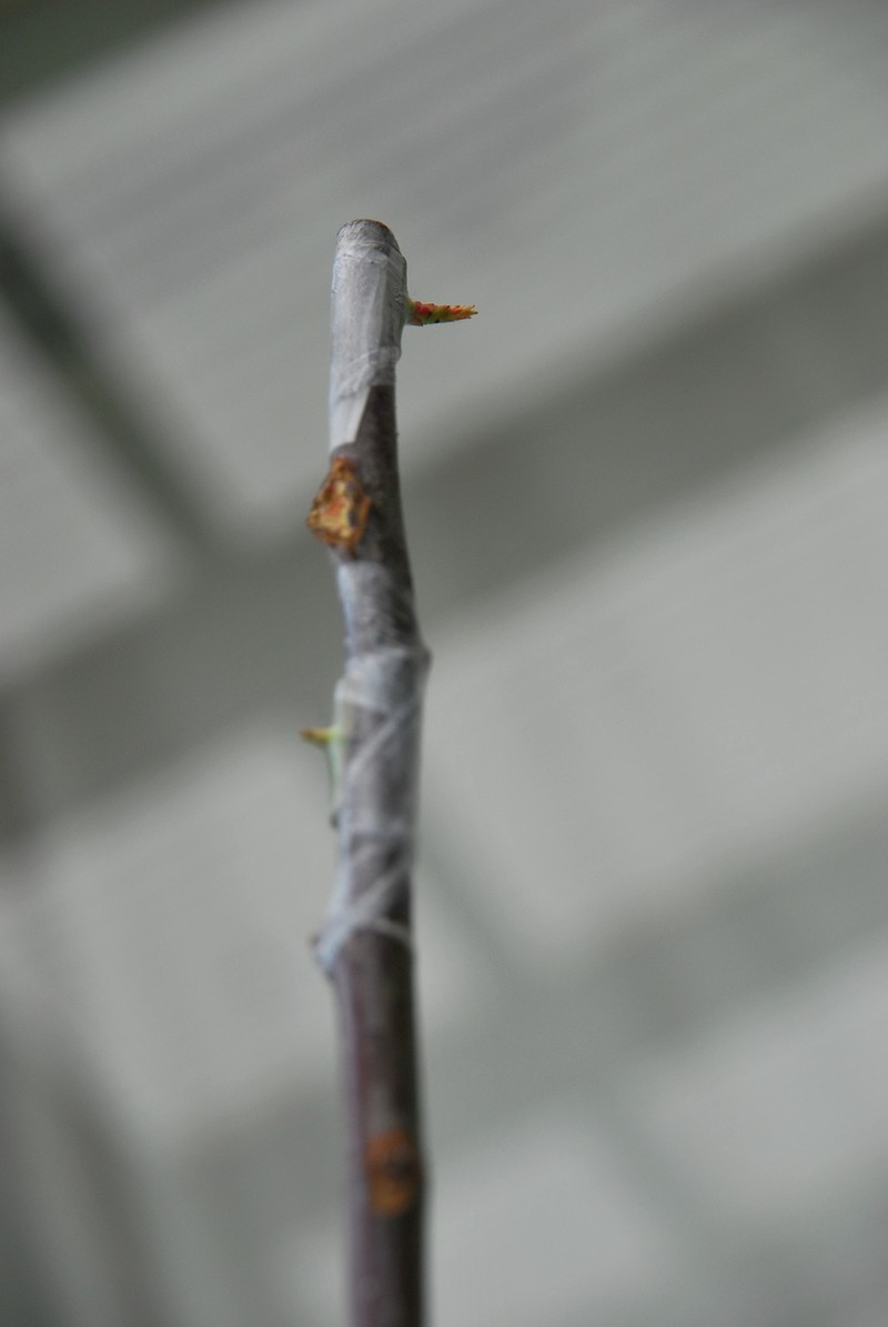 バラ講座２と芽接ぎのその後 山の実のおうち