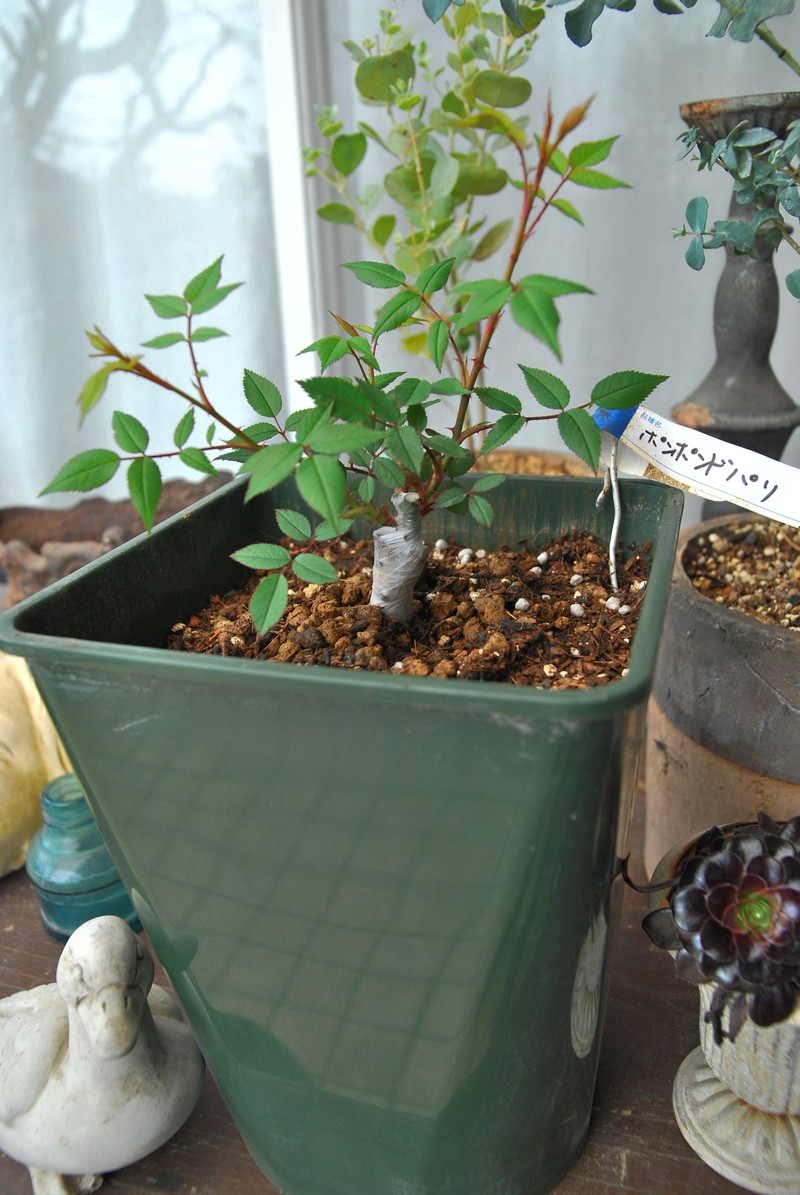 バラ講座２と芽接ぎのその後 山の実のおうち