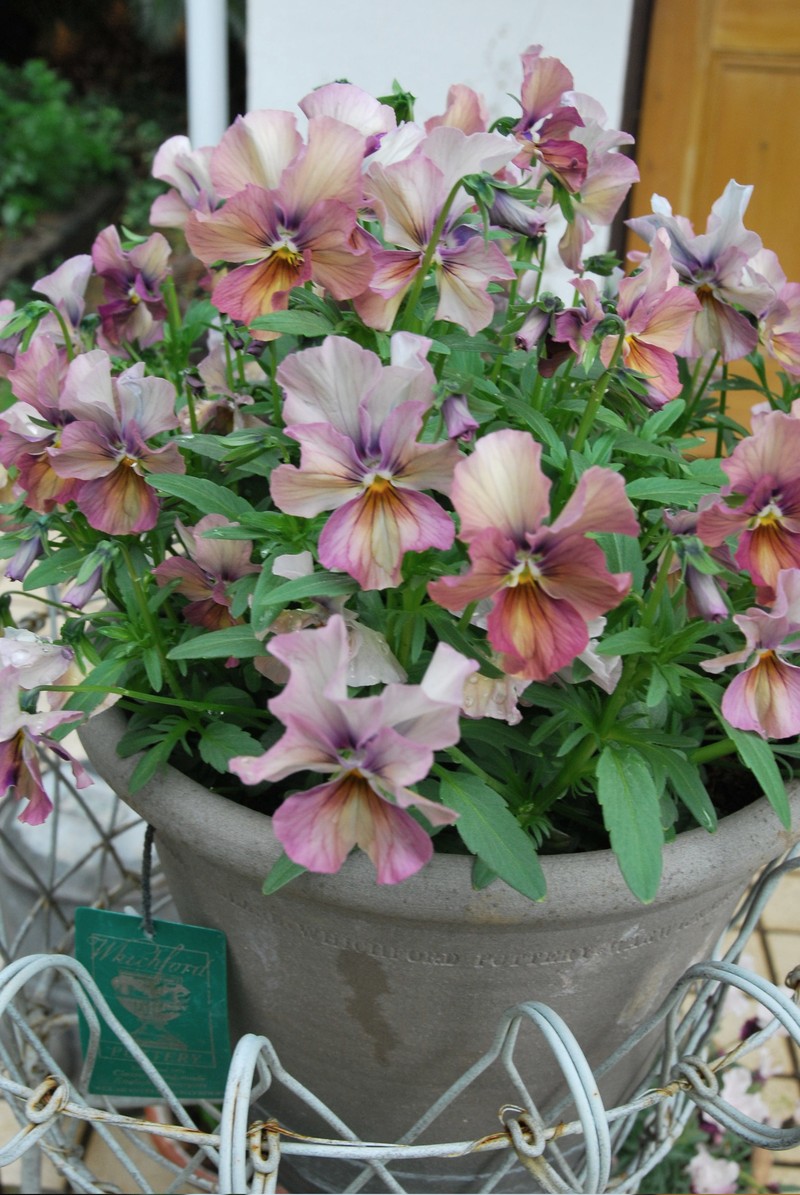 バラ講座２と芽接ぎのその後 山の実のおうち