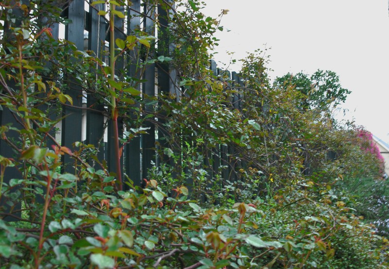 バラ講座２と芽接ぎのその後 山の実のおうち