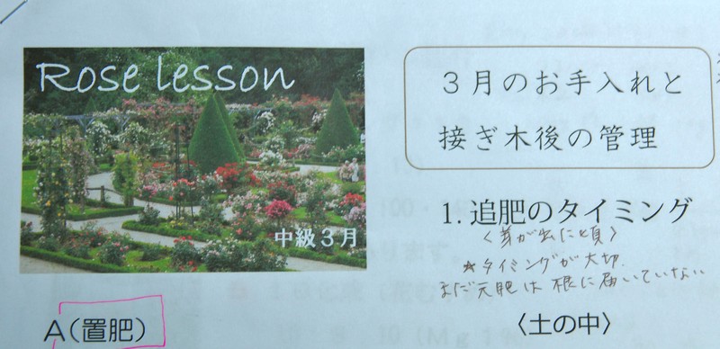 バラ講座２と芽接ぎのその後 山の実のおうち