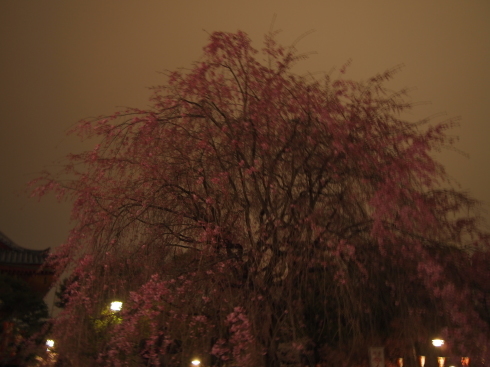 夜桜ツーリングレポート_d0100125_11035590.jpg