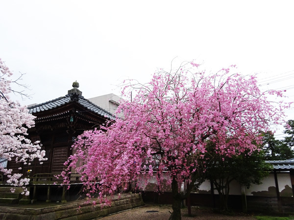 本山誠照寺（鯖江）で桜を見た　2017/04/08_e0192725_19213648.jpg