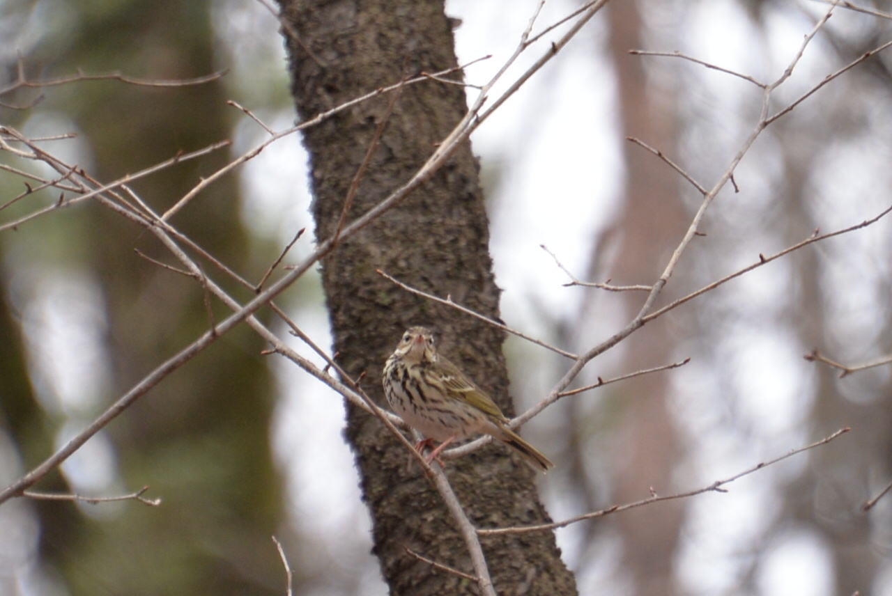 白州「薮内正幸美術館」と「サントリー野鳥の森」へ_e0335926_23531137.jpg