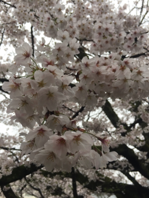 京都岡崎 琵琶湖疎水沿いの桜 そしてめで鯛_a0191728_07215279.jpg