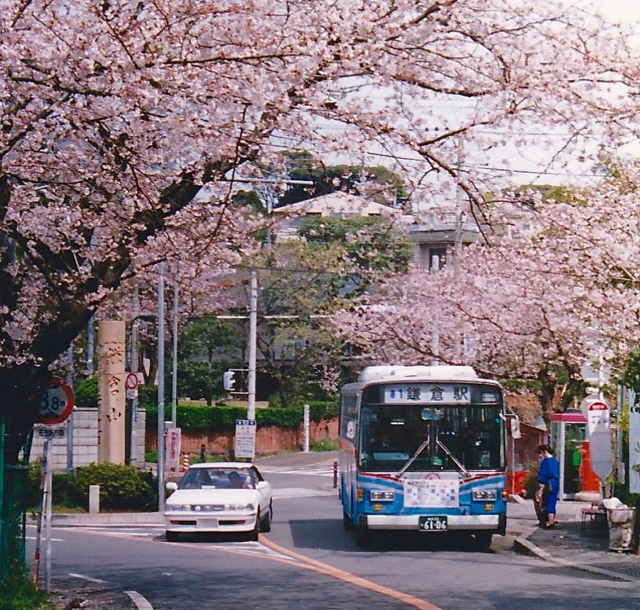 鎌倉山さくら道を歩く 黄色い電車に乗せて