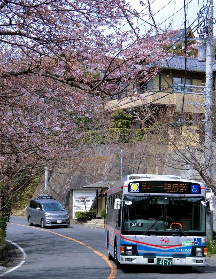 鎌倉山さくら道を歩く_d0242629_23390420.jpg