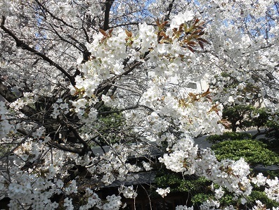 金王桜と目黒川の桜_a0175630_21484053.jpg