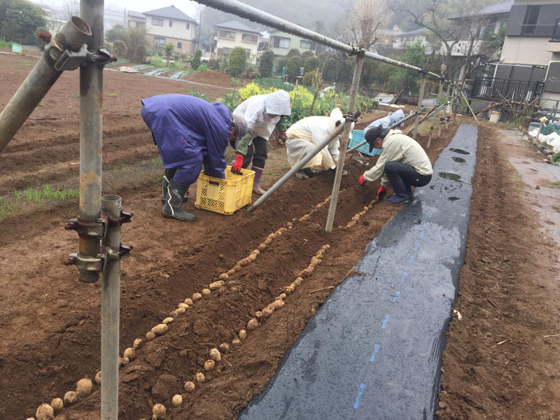 里芋と八頭の芽出し さむはら農園 17年から