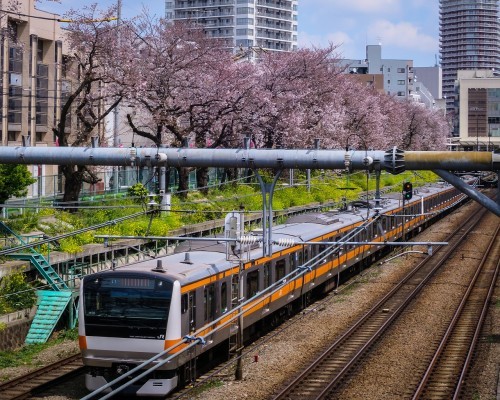 2017.4.6桜・菜の花・電車(東中野駅付近)_e0321032_14374699.jpg