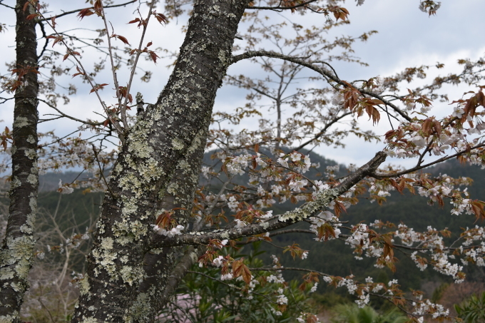 今年の吉野山の桜は早く行き過ぎた・・・。_a0228333_23280292.jpg