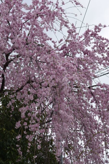 今年の吉野山の桜は早く行き過ぎた・・・。_a0228333_23281796.jpg