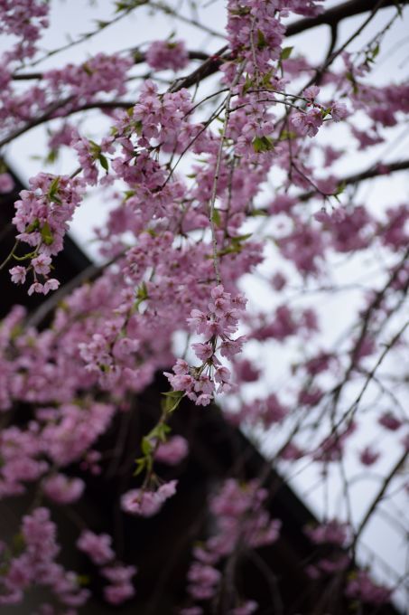 今年の吉野山の桜は早く行き過ぎた・・・。_a0228333_23284266.jpg