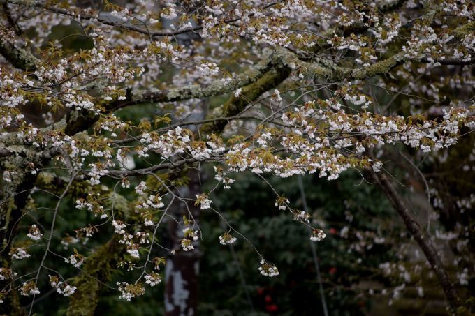 今年の吉野山の桜は早く行き過ぎた・・・。_a0228333_23291204.jpg