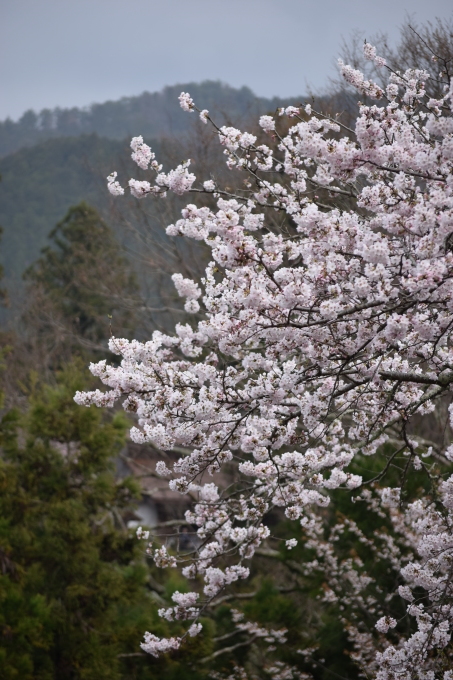 今年の吉野山の桜は早く行き過ぎた・・・。_a0228333_23292798.jpg